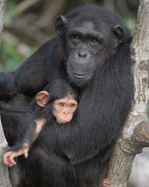 Famille de chimpanzés